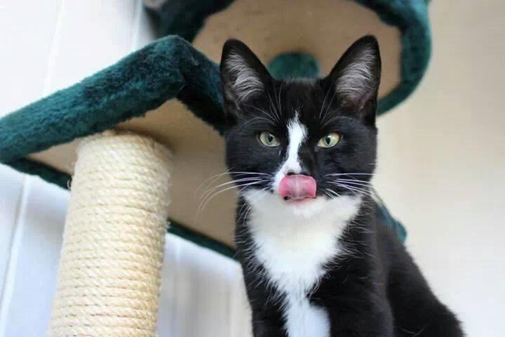 Huskat LilleMis (MadsHerman)<3 billede 8