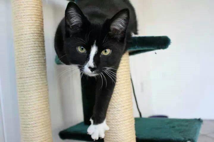 Huskat LilleMis (MadsHerman)<3 billede 9