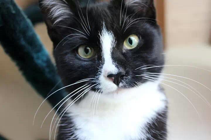 Huskat LilleMis (MadsHerman)<3 billede 1