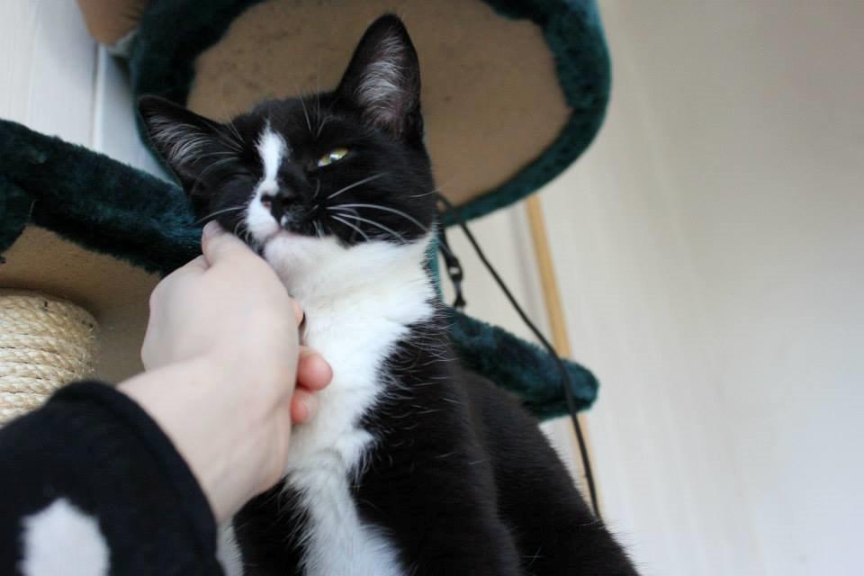 Huskat LilleMis (MadsHerman)<3 billede 10