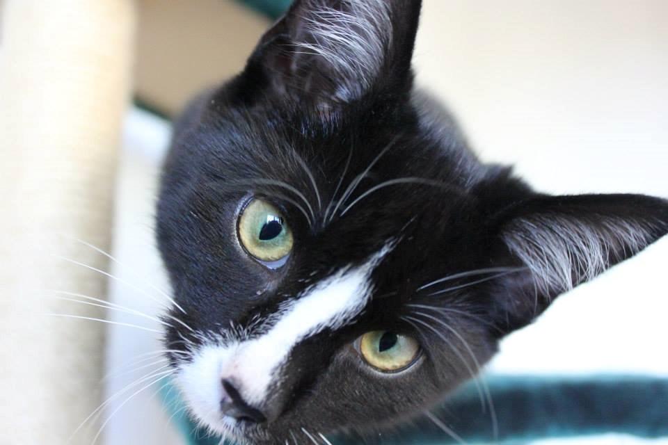 Huskat LilleMis (MadsHerman)<3 billede 11