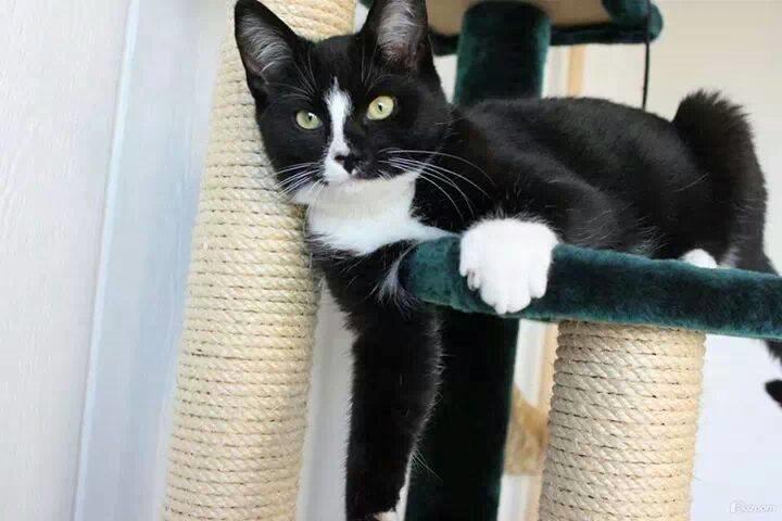 Huskat LilleMis (MadsHerman)<3 billede 12