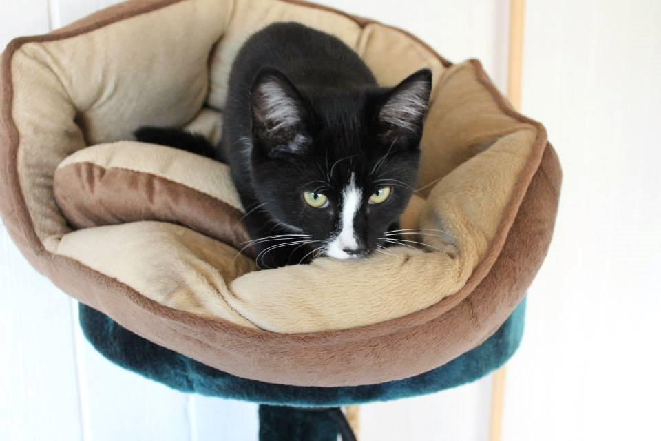 Huskat LilleMis (MadsHerman)<3 billede 13