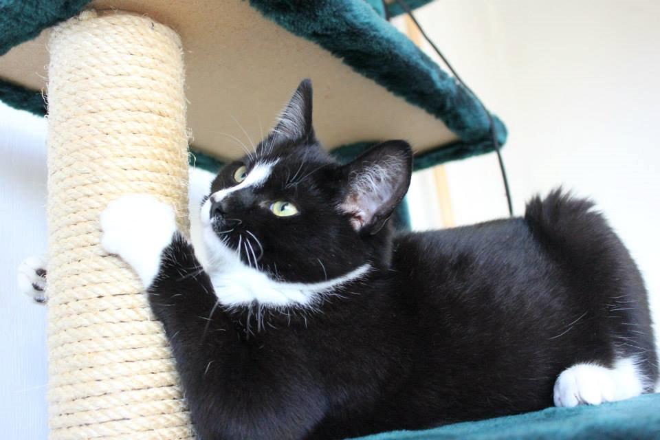 Huskat LilleMis (MadsHerman)<3 billede 14