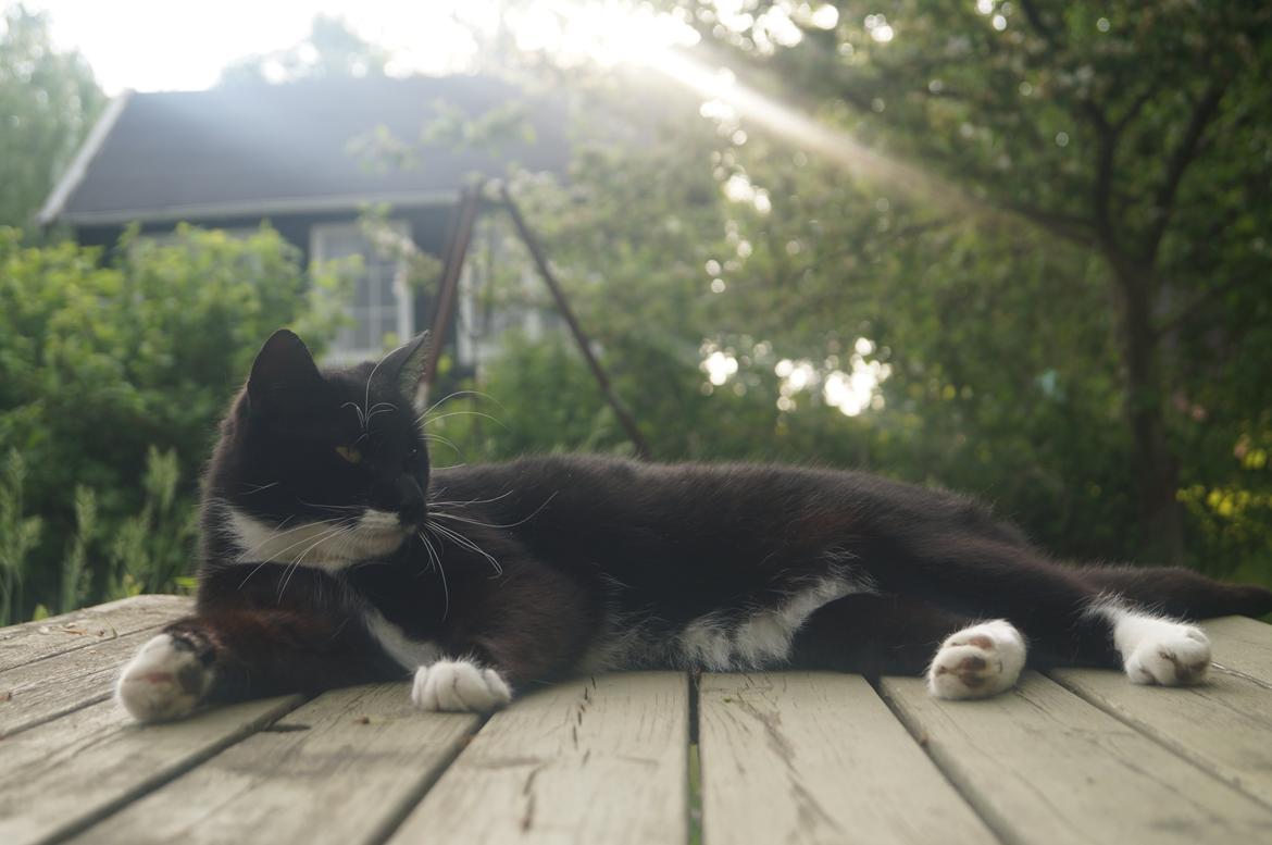 Blanding af racer Killer - Smukke katten tager en slapper, sommer 2013 billede 2