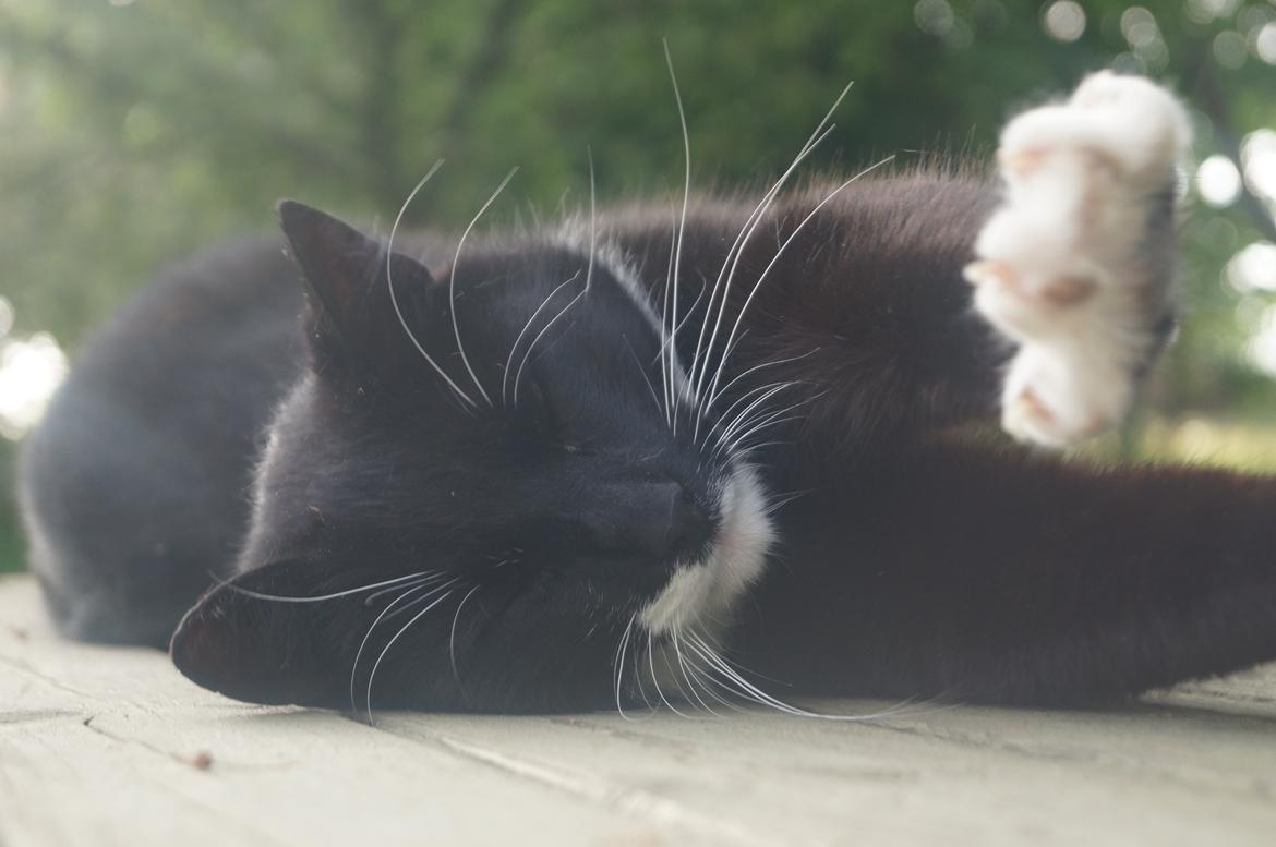 Blanding af racer Killer billede 5