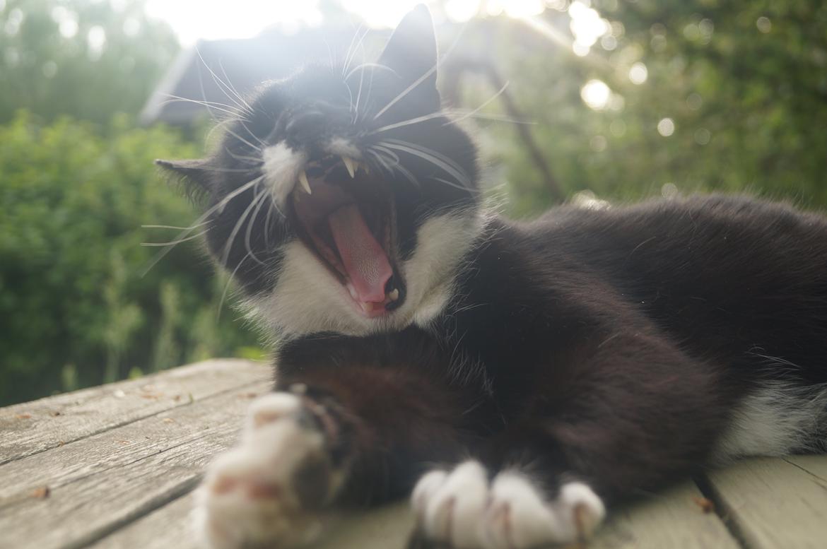 Blanding af racer Killer - Farlig tiger! billede 1