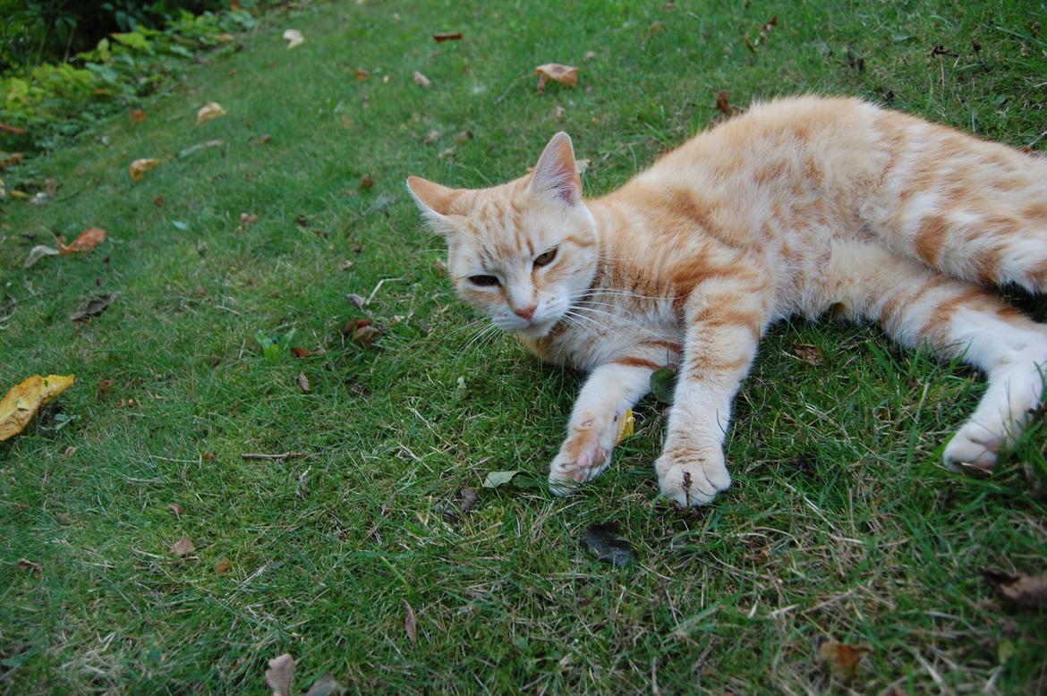 Huskat rosa billede 1