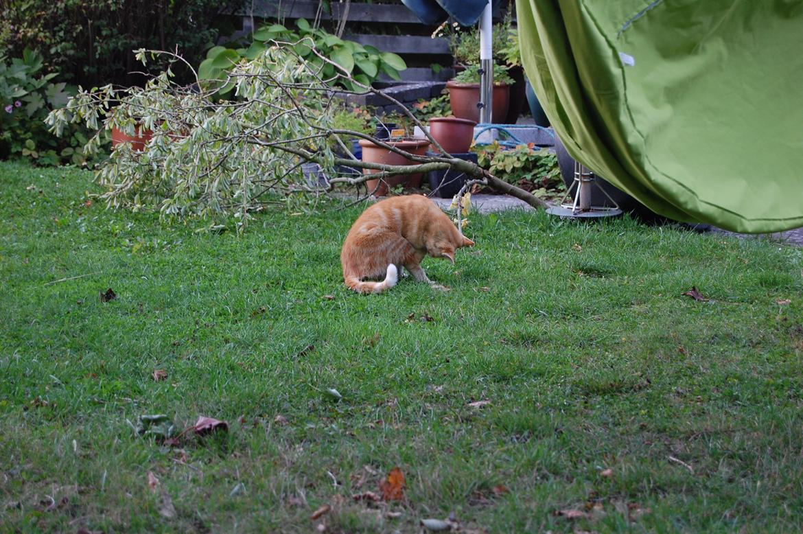 Huskat rosa billede 2