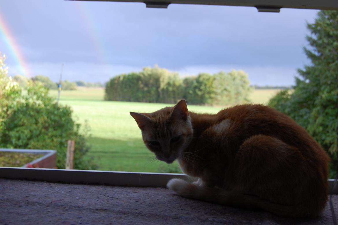 Huskat rosa billede 3