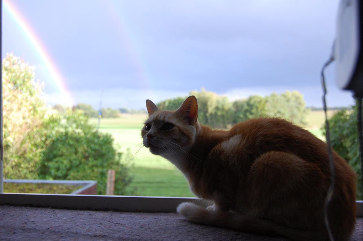 Huskat rosa billede 4