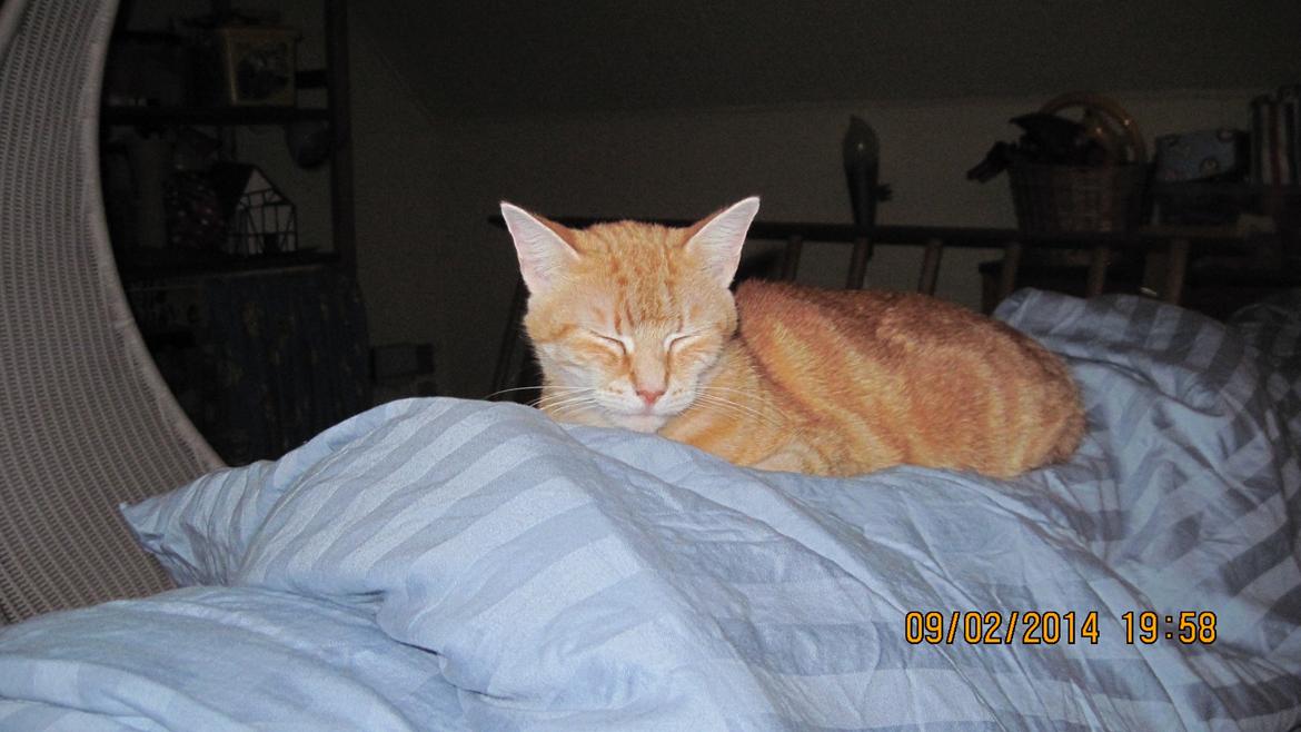 Huskat rosa billede 5