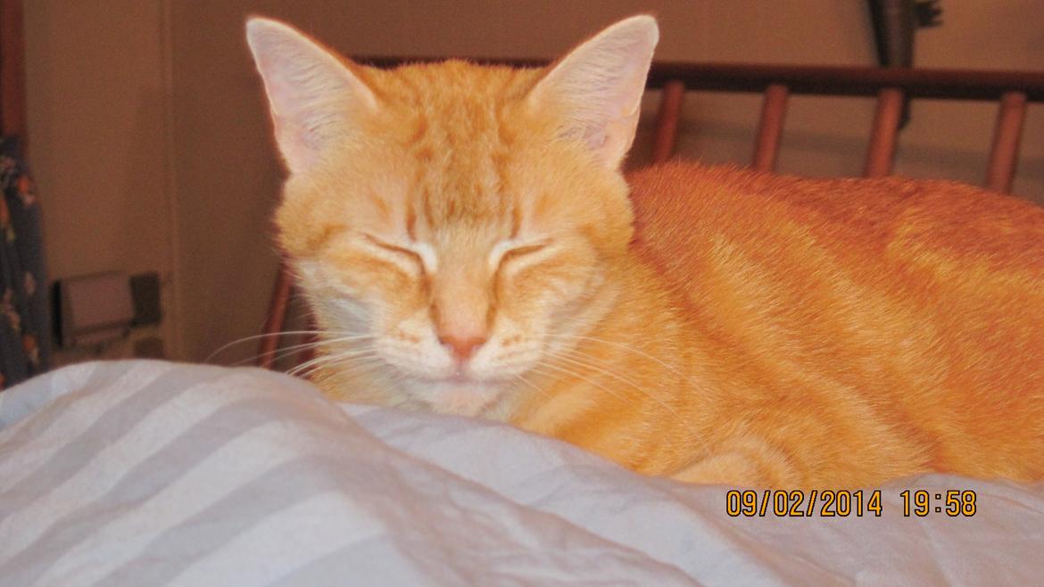 Huskat rosa billede 6