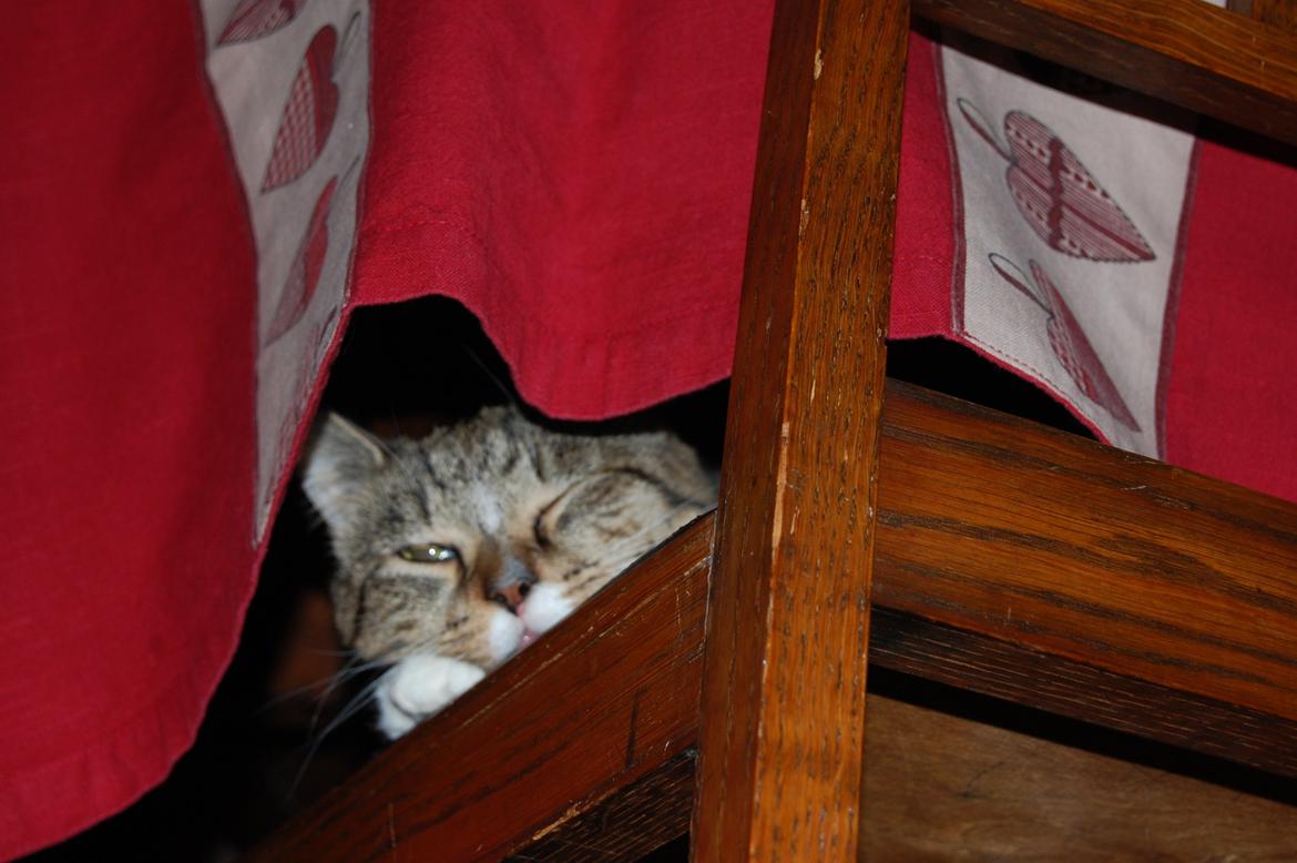 Huskat misse billede 1