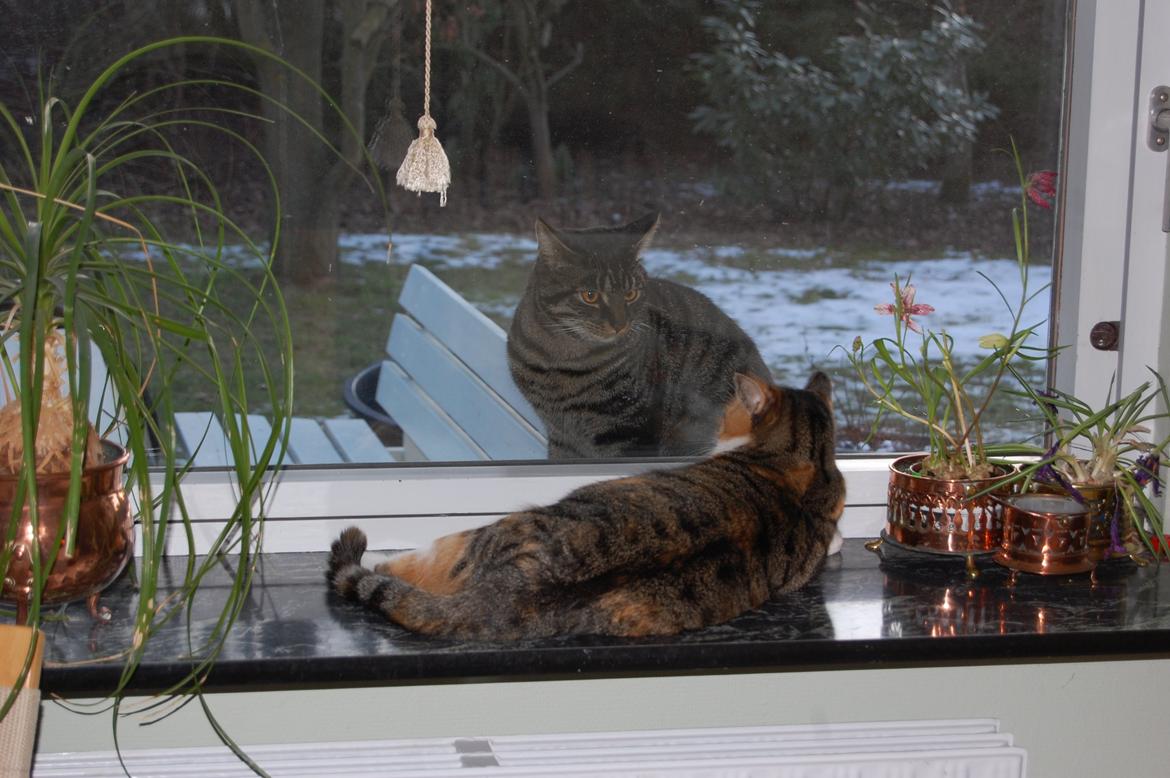 Huskat misse billede 2