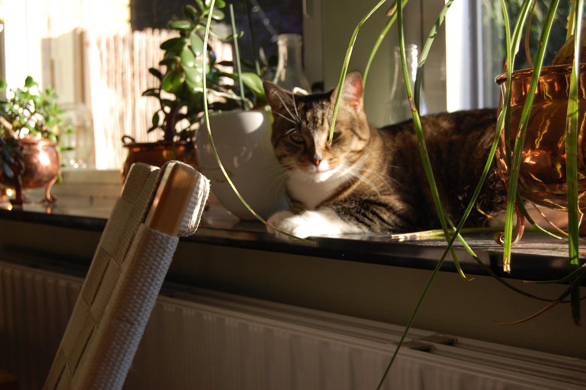 Huskat misse billede 4