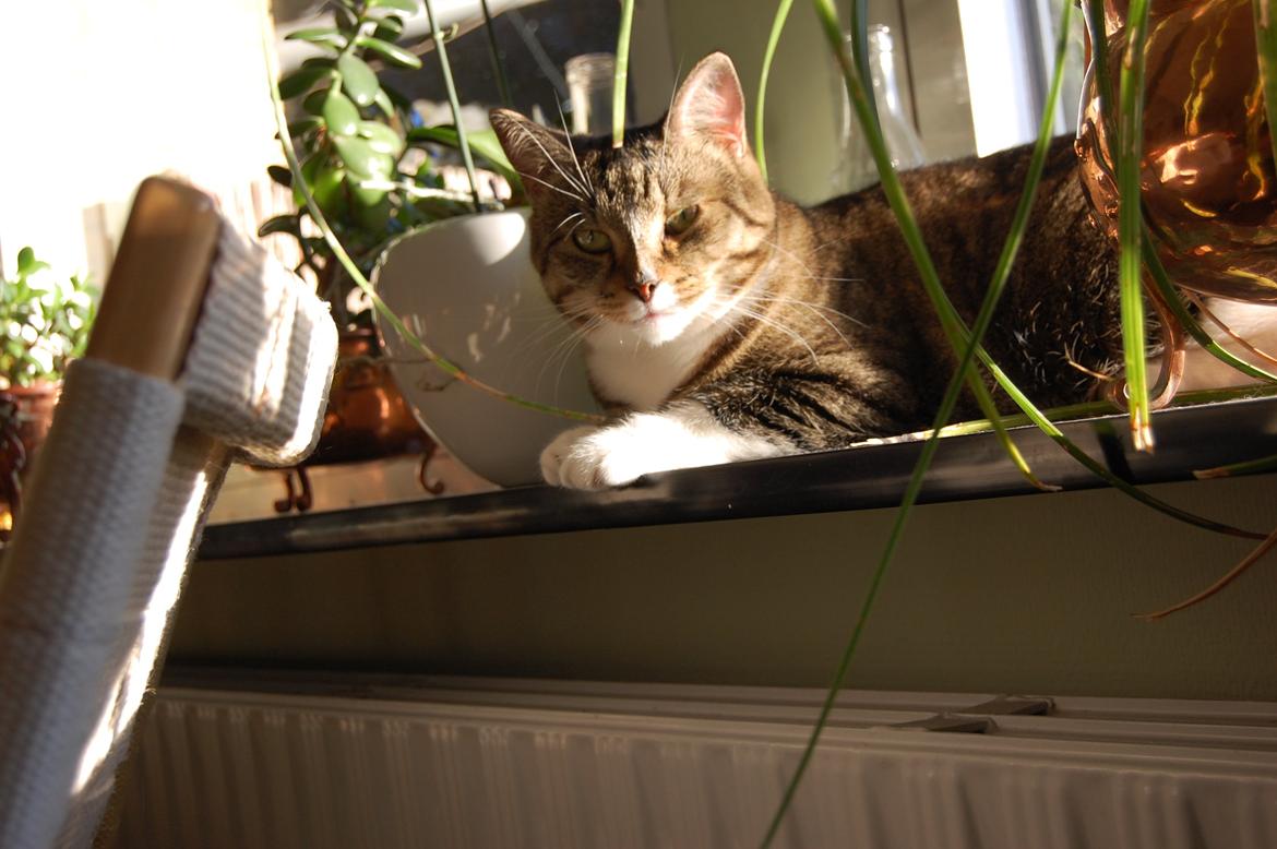 Huskat misse billede 5