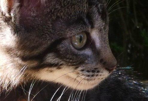 Huskat Nala billede 1