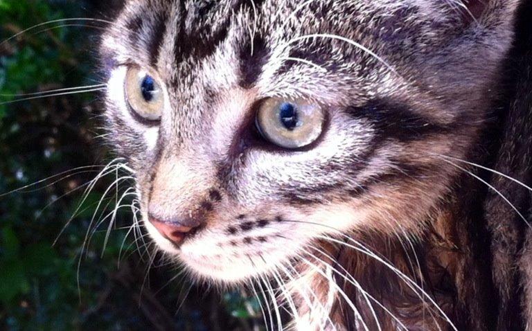 Huskat Nala billede 3