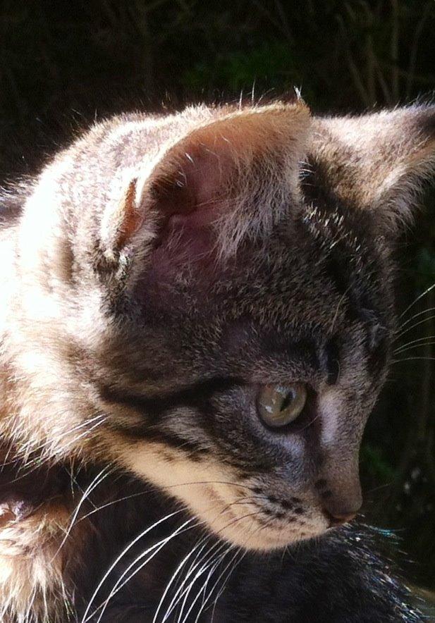 Huskat Nala billede 4