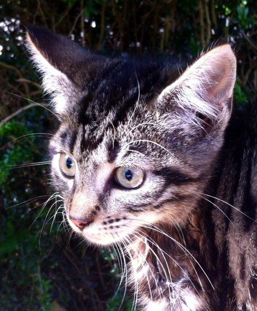 Huskat Nala billede 2