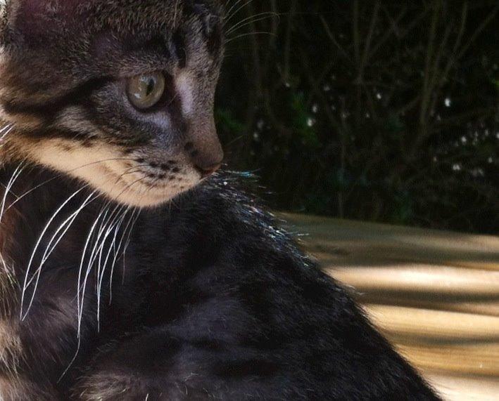 Huskat Nala billede 5