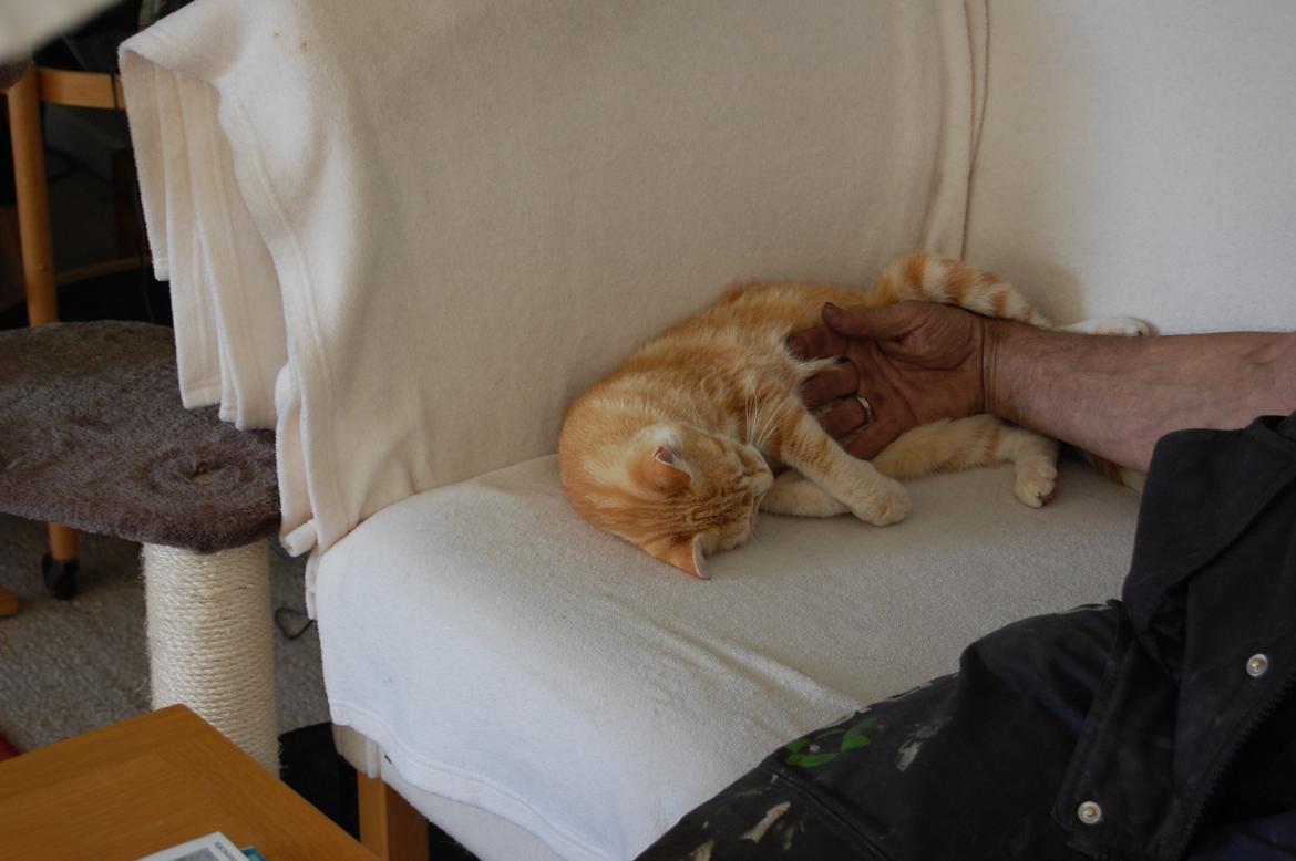 Huskat rosa billede 8