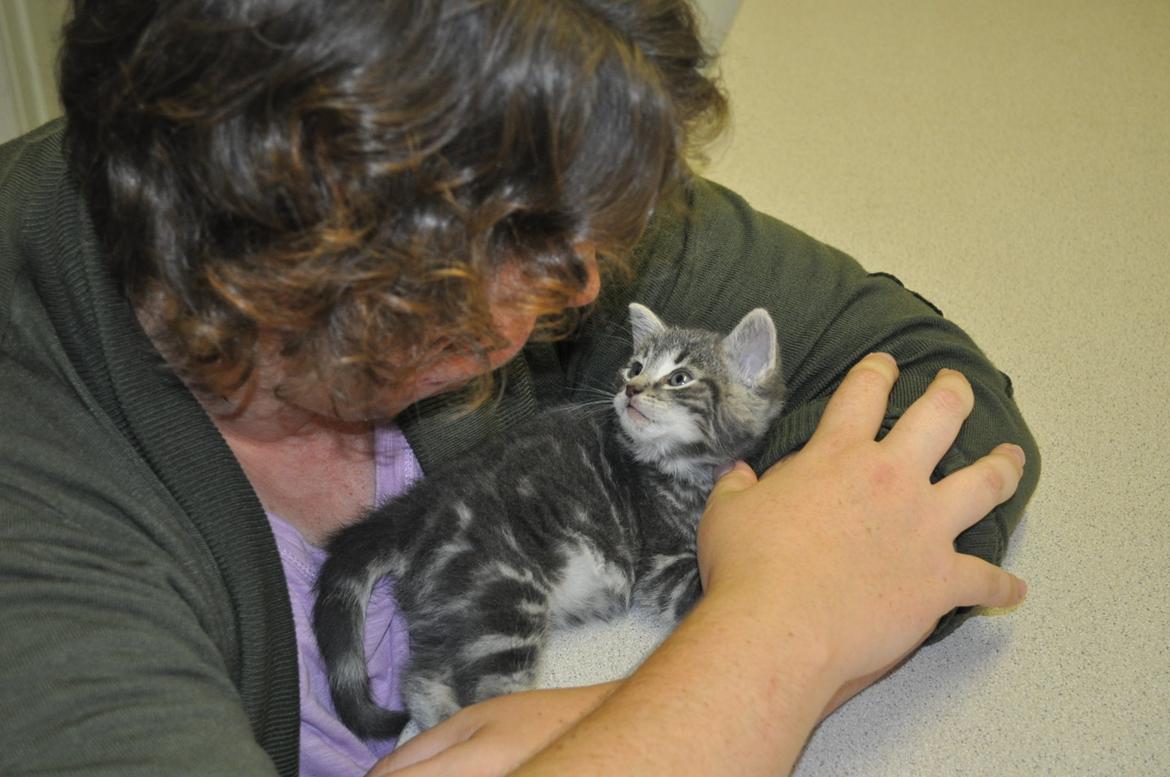 Huskat Modi 2013-2016 - på internatet billede 10