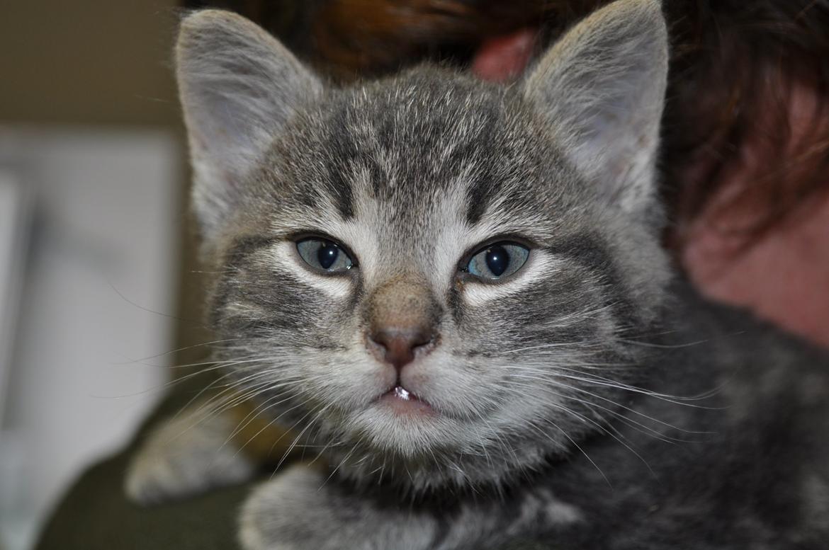 Huskat Modi 2013-2016 billede 11