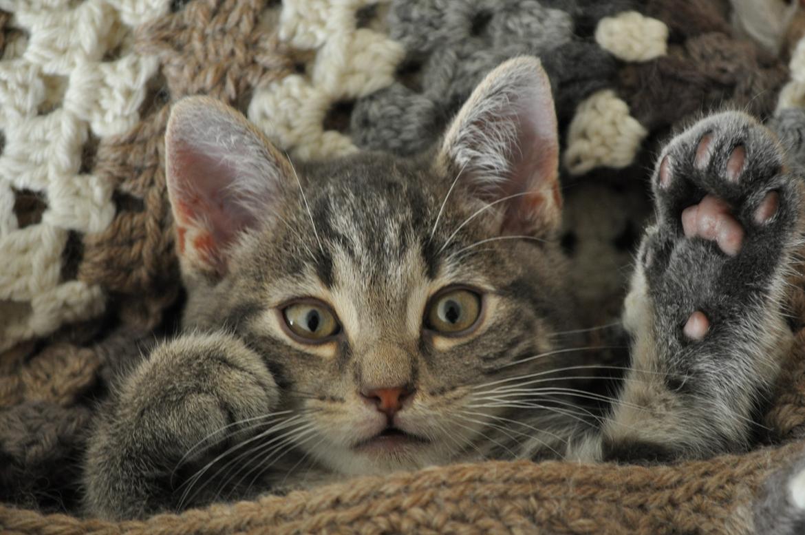 Huskat Modi 2013-2016 billede 15