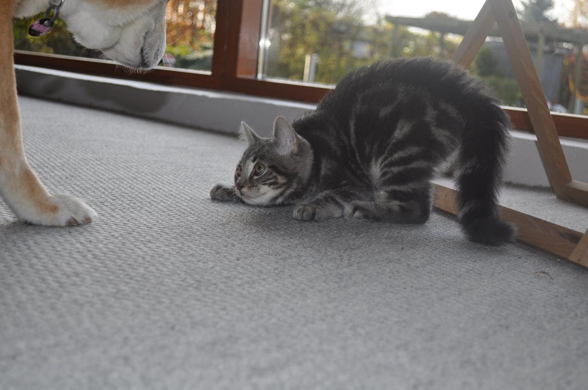 Huskat Modi 2013-2016 - Undskyld (næsten) for at jeg langede dig en flad. billede 17