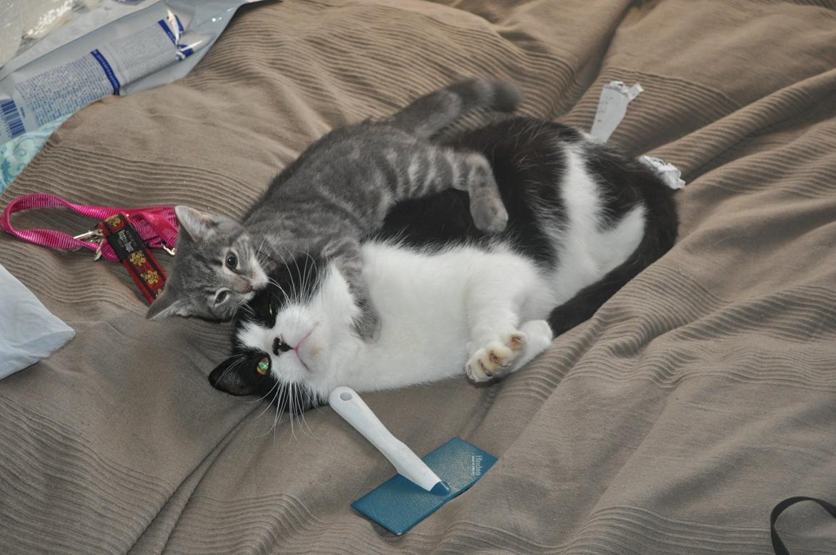 Huskat Modi 2013-2016 billede 19