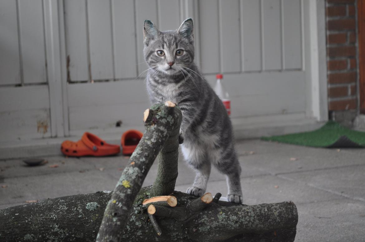 Huskat Modi 2013-2016 billede 20