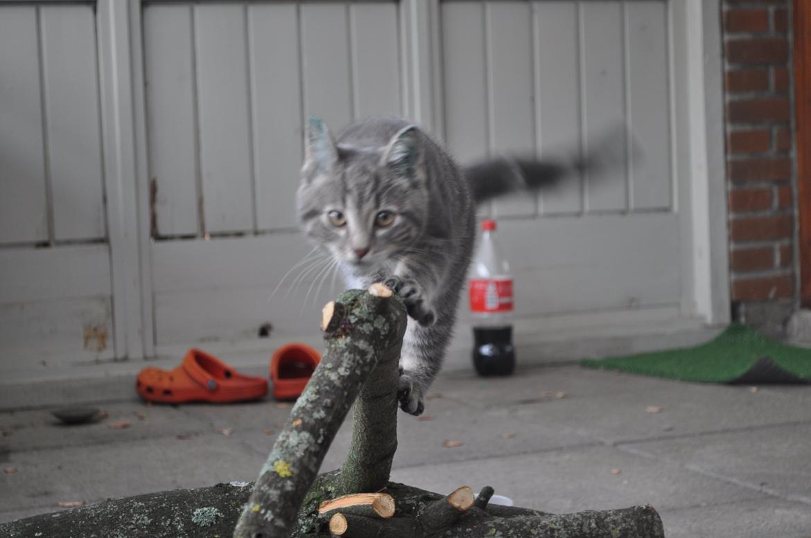 Huskat Modi 2013-2016 billede 21