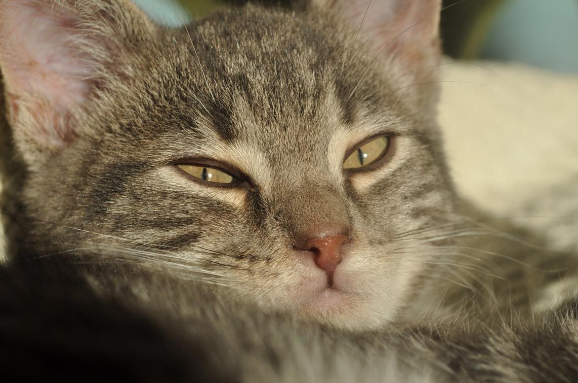 Huskat Modi 2013-2016 billede 18