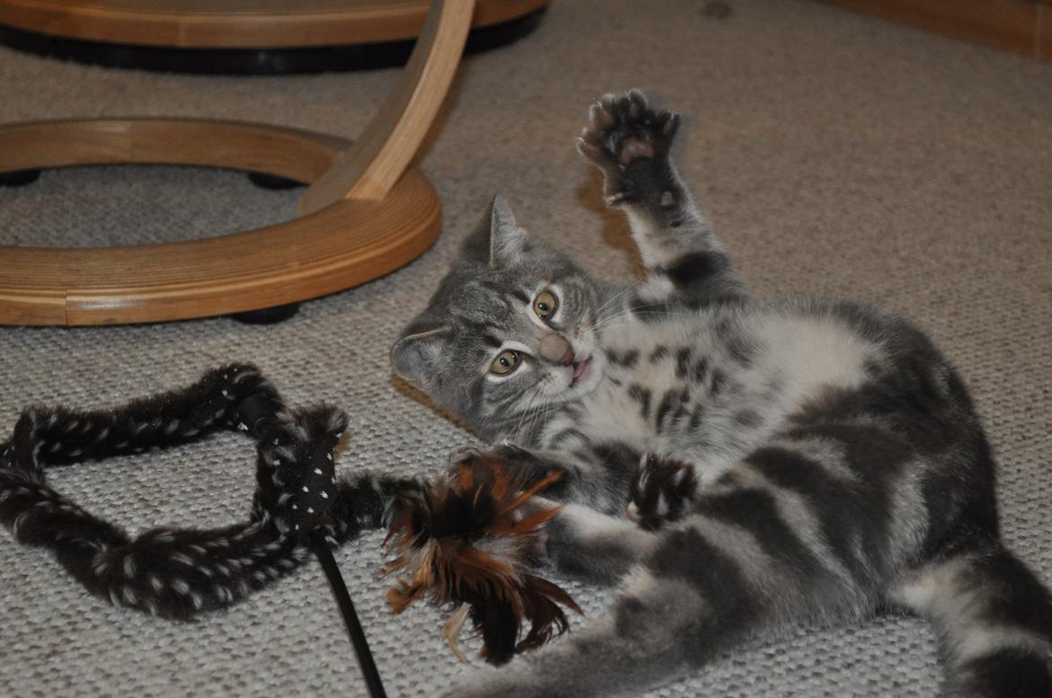 Huskat Modi 2013-2016 billede 24