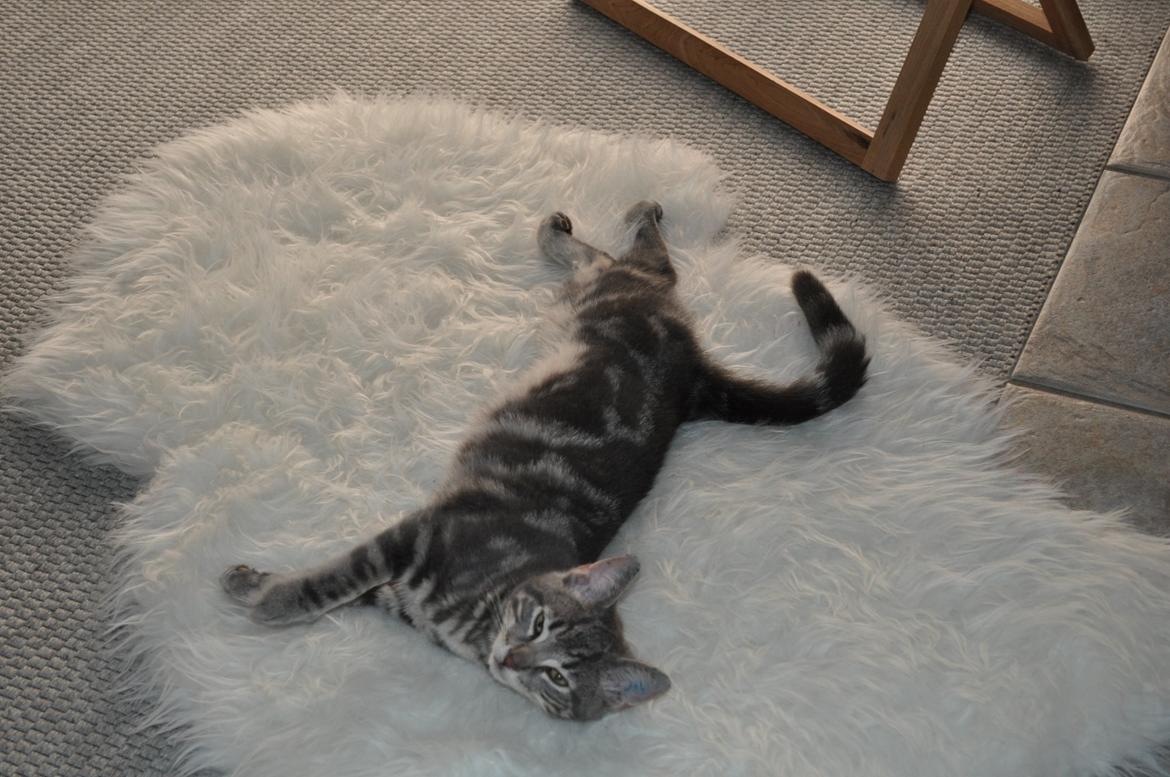 Huskat Modi 2013-2016 billede 27