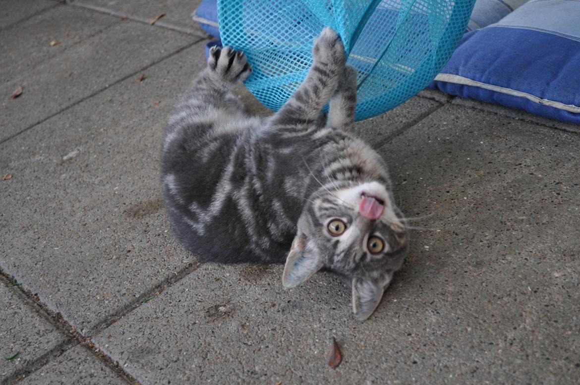 Huskat Modi 2013-2016 billede 28