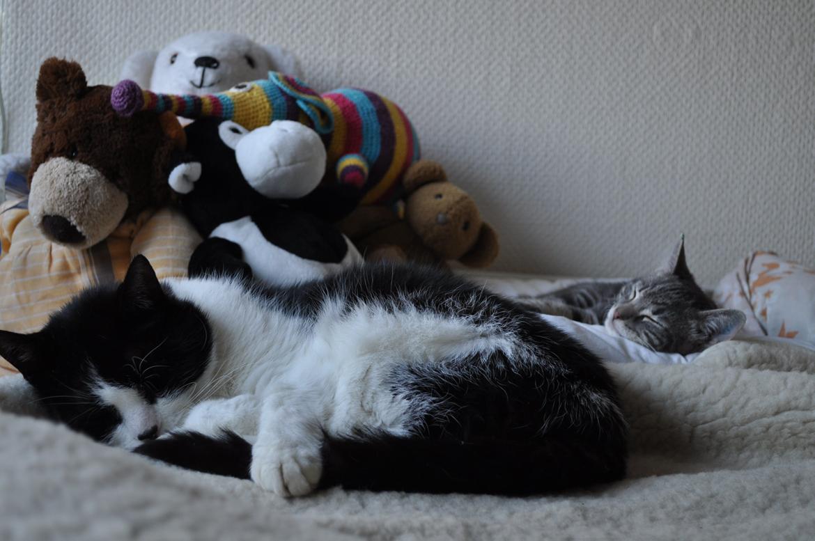 Huskat Modi 2013-2016 billede 29