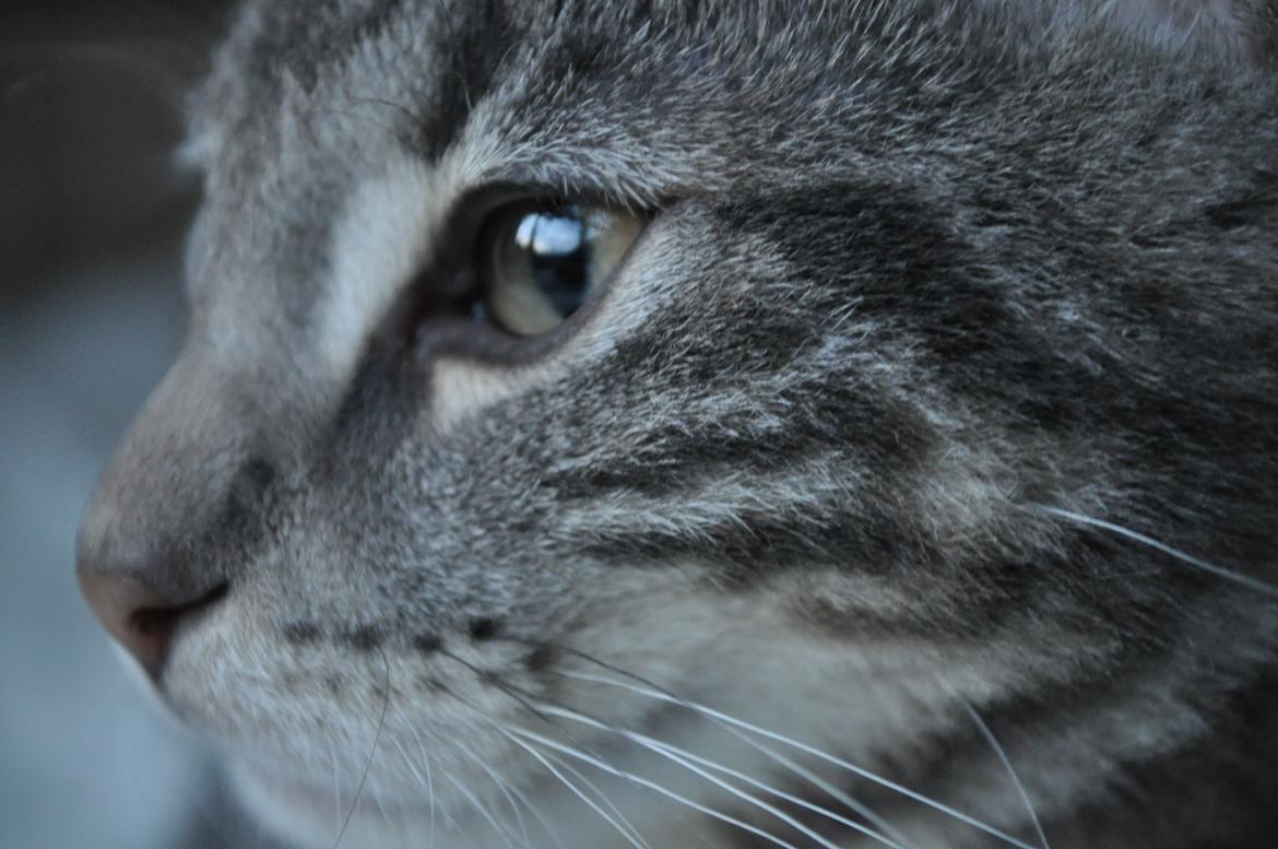 Huskat Modi 2013-2016 billede 31