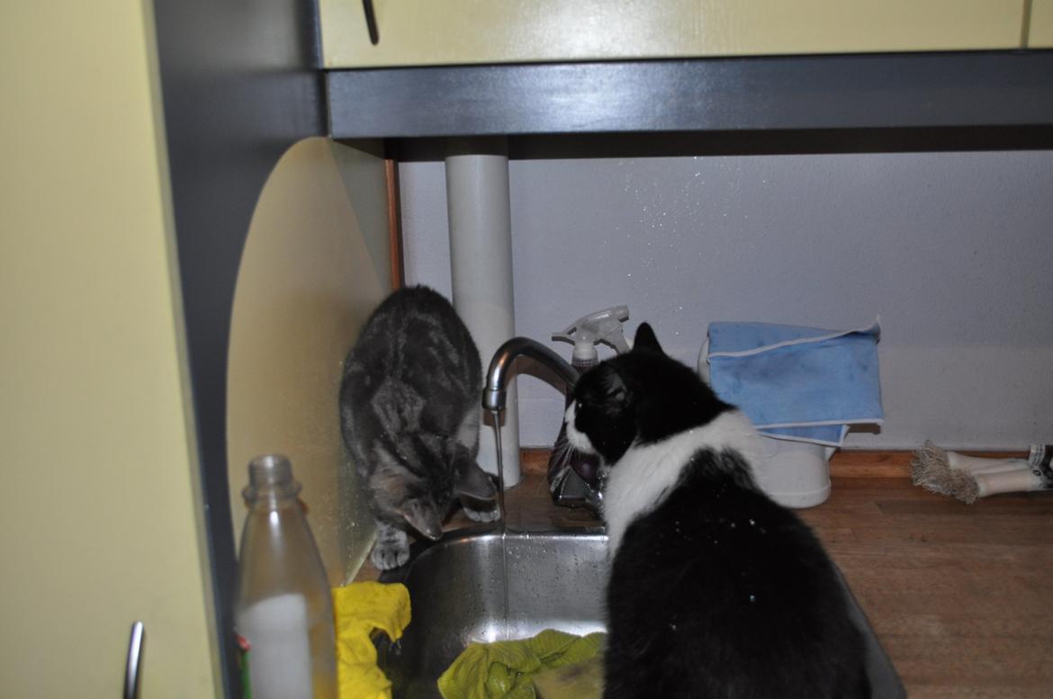 Huskat Modi 2013-2016 billede 32