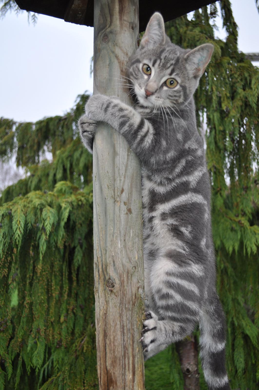 Huskat Modi 2013-2016 billede 33