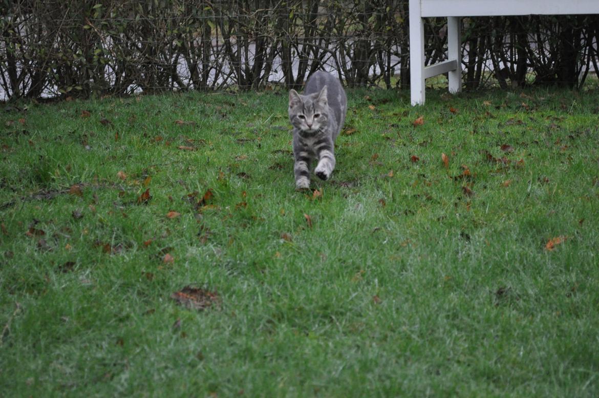 Huskat Modi 2013-2016 billede 34