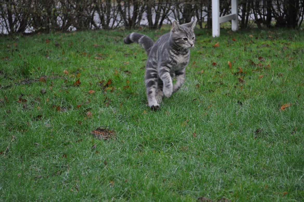 Huskat Modi 2013-2016 billede 35