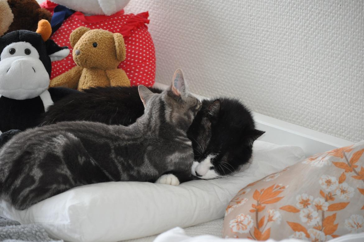 Huskat Modi 2013-2016 billede 38