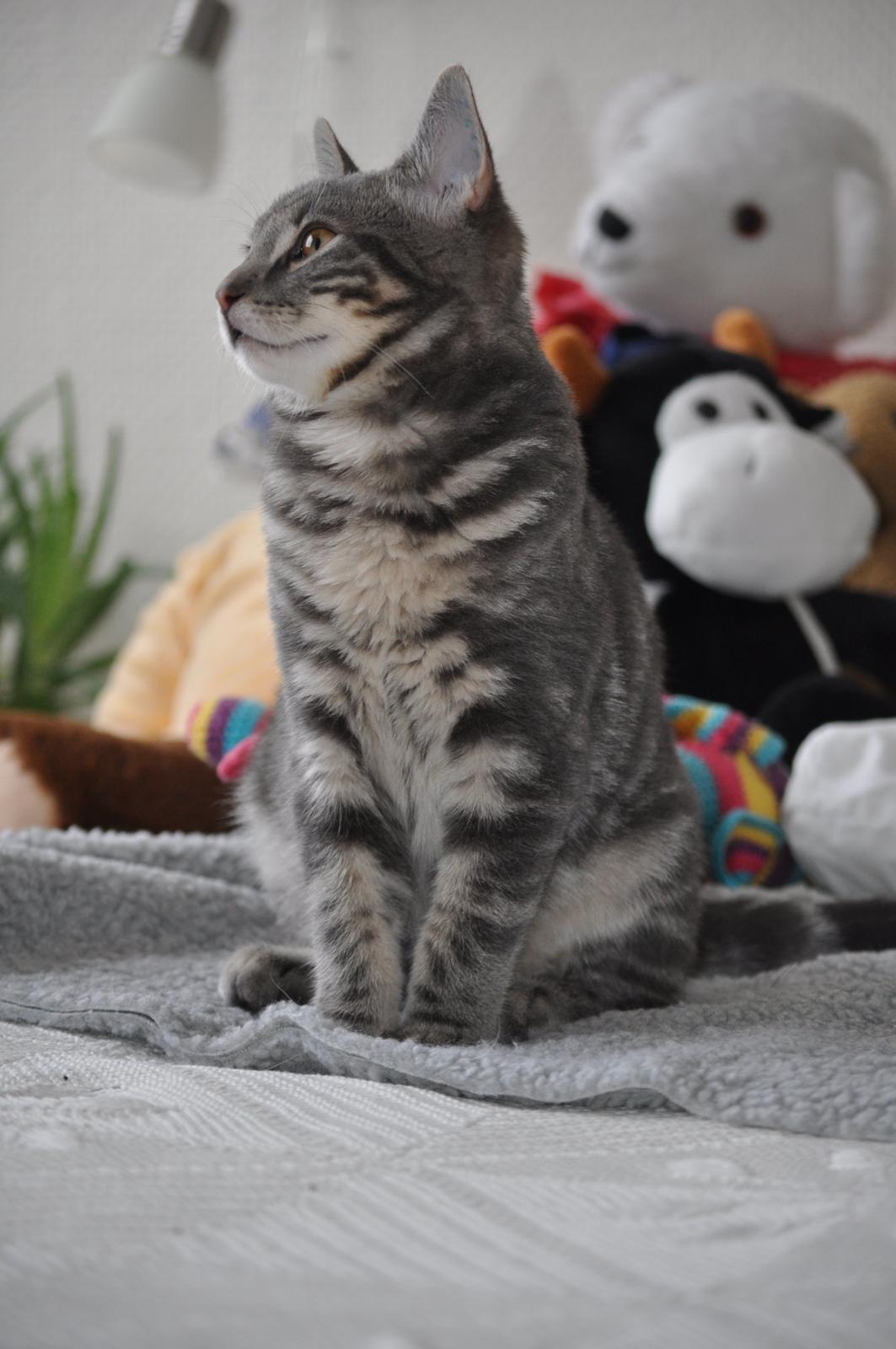 Huskat Modi 2013-2016 billede 39