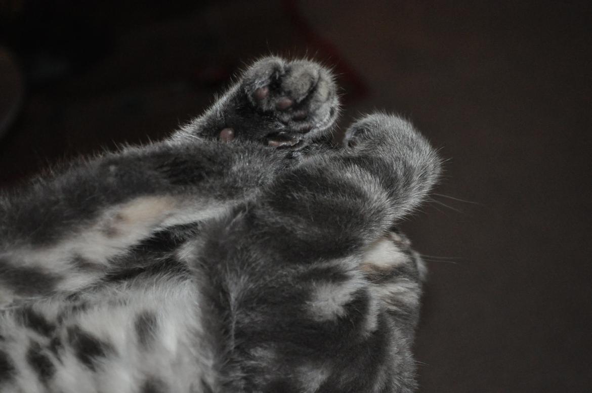 Huskat Modi 2013-2016 billede 36