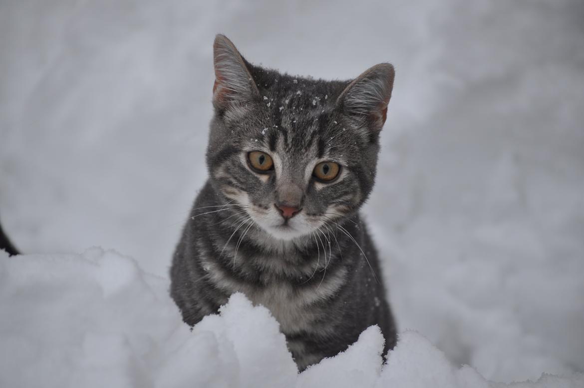 Huskat Modi 2013-2016 billede 41