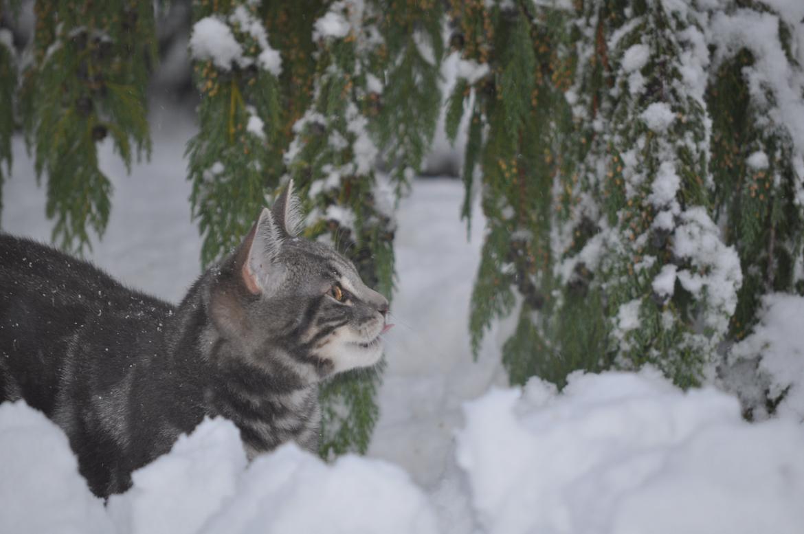 Huskat Modi 2013-2016 billede 40