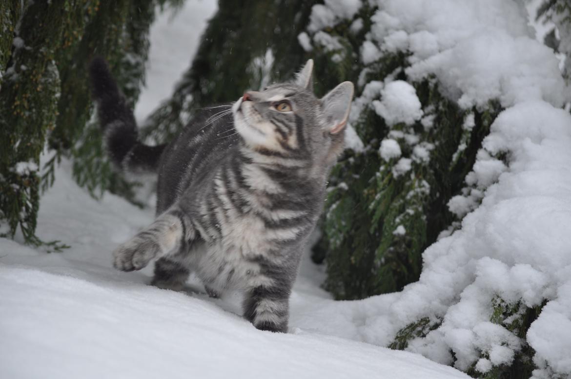 Huskat Modi 2013-2016 billede 42